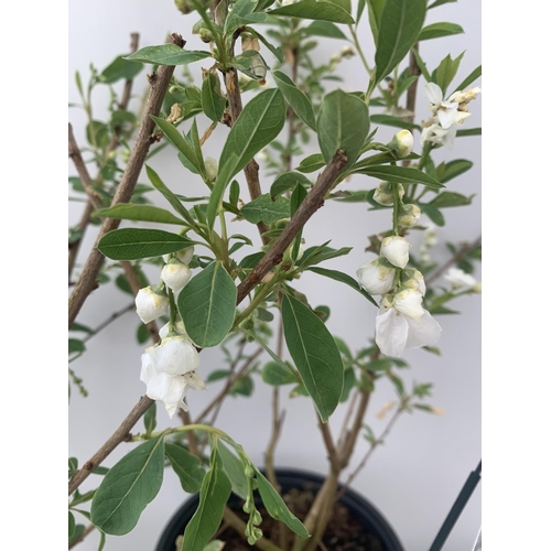 111 - TWO EXOCHORDA 'NIAGARA' APPROX 70CM IN HEIGHT IN 2 LTR POTS PLUS VAT TO BE SOLD FOR THE TWO