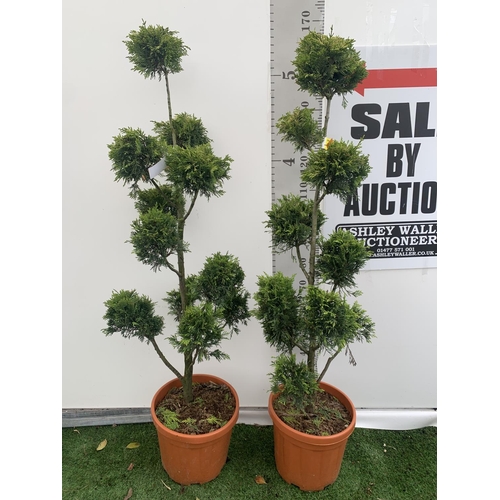 112 - TWO POM POM TREES CUPRESSOCYPARIS LEYLANDII 'GOLD RIDER' APPROX 150CM IN HEIGHT IN 15 LTR POTS PLUS ... 