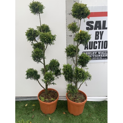 112 - TWO POM POM TREES CUPRESSOCYPARIS LEYLANDII 'GOLD RIDER' APPROX 150CM IN HEIGHT IN 15 LTR POTS PLUS ... 