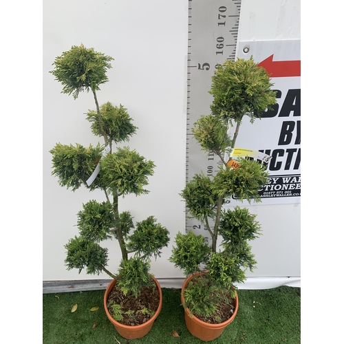 112 - TWO POM POM TREES CUPRESSOCYPARIS LEYLANDII 'GOLD RIDER' APPROX 150CM IN HEIGHT IN 15 LTR POTS PLUS ... 