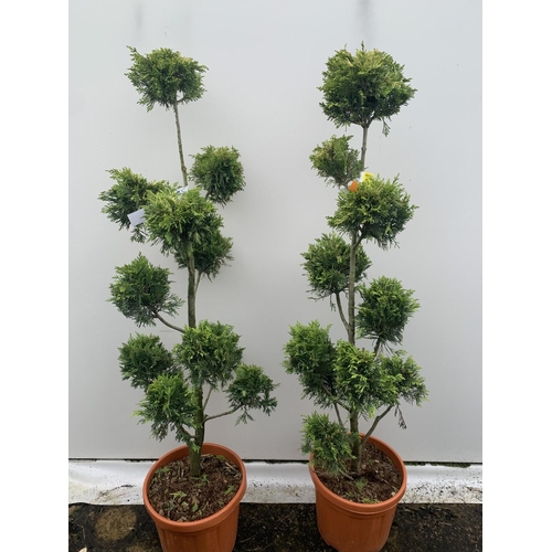 112 - TWO POM POM TREES CUPRESSOCYPARIS LEYLANDII 'GOLD RIDER' APPROX 150CM IN HEIGHT IN 15 LTR POTS PLUS ... 