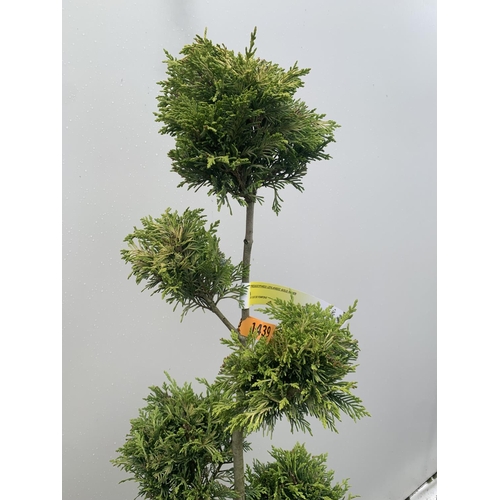 112 - TWO POM POM TREES CUPRESSOCYPARIS LEYLANDII 'GOLD RIDER' APPROX 150CM IN HEIGHT IN 15 LTR POTS PLUS ... 