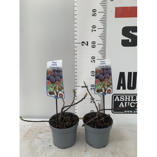 113 - TWO FIGS FICUS CARICA 'LITTLE MISS FIGGY' IN 5 LTR POTS APPROX 35CM IN HEIGHT NO VAT TO BE SOLD FOR ... 