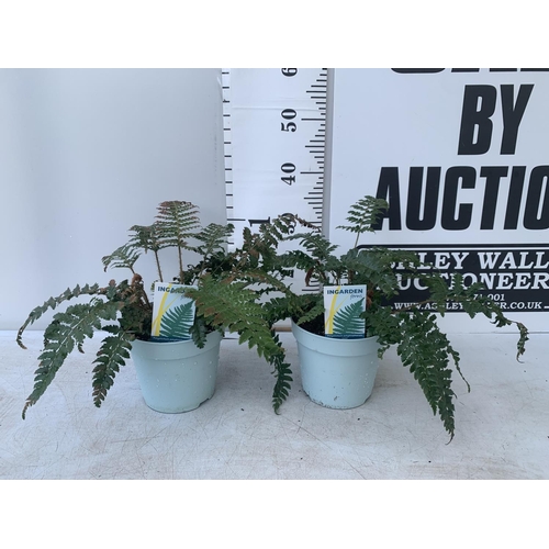 114 - TWO FERNS POLYSTICHUM 'JADE' IN 2 LTR POTS APPROX 40CM IN HEIGHT PLUS VAT TO BE SOLD FOR THE TWO