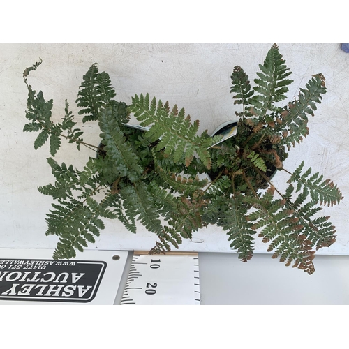 114 - TWO FERNS POLYSTICHUM 'JADE' IN 2 LTR POTS APPROX 40CM IN HEIGHT PLUS VAT TO BE SOLD FOR THE TWO