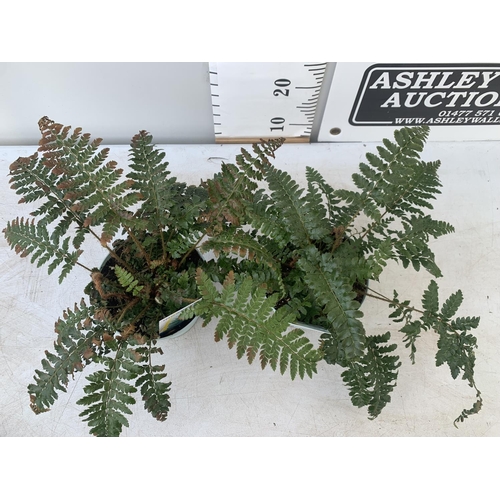 114 - TWO FERNS POLYSTICHUM 'JADE' IN 2 LTR POTS APPROX 40CM IN HEIGHT PLUS VAT TO BE SOLD FOR THE TWO