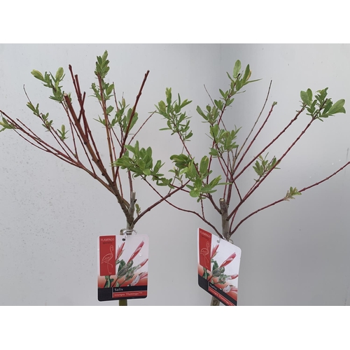 115 - TWO STANDARD SALIX INTEGRA 'FLAMINGO' OVER 110CM IN HEIGHT IN 3 LTR POTS PLUS VAT TO BE SOLD FOR THE... 