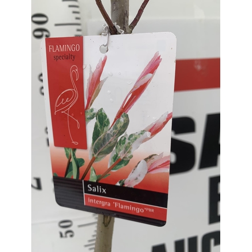 115 - TWO STANDARD SALIX INTEGRA 'FLAMINGO' OVER 110CM IN HEIGHT IN 3 LTR POTS PLUS VAT TO BE SOLD FOR THE... 