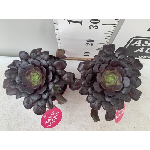 117 - TWO AEONIUM ARBOREUM VELOURS IN 1 LTR POTS APPROX 30CM IN HEIGHT PLUS VAT TO BE SOLD FOR THE TWO