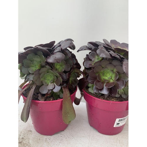 117 - TWO AEONIUM ARBOREUM VELOURS IN 1 LTR POTS APPROX 30CM IN HEIGHT PLUS VAT TO BE SOLD FOR THE TWO