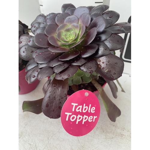 117 - TWO AEONIUM ARBOREUM VELOURS IN 1 LTR POTS APPROX 30CM IN HEIGHT PLUS VAT TO BE SOLD FOR THE TWO