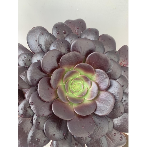 117 - TWO AEONIUM ARBOREUM VELOURS IN 1 LTR POTS APPROX 30CM IN HEIGHT PLUS VAT TO BE SOLD FOR THE TWO