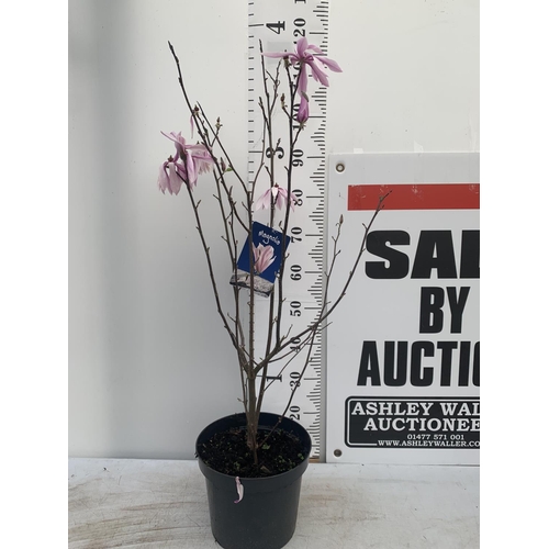 126 - ONE MAGNOLIA 'BETTY' PINK IN A 7 LTR POT APPROX 120CM IN HEIGHT PLUS VAT