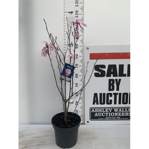 126 - ONE MAGNOLIA 'BETTY' PINK IN A 7 LTR POT APPROX 120CM IN HEIGHT PLUS VAT