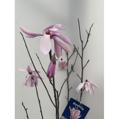 126 - ONE MAGNOLIA 'BETTY' PINK IN A 7 LTR POT APPROX 120CM IN HEIGHT PLUS VAT