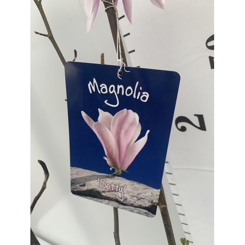 126 - ONE MAGNOLIA 'BETTY' PINK IN A 7 LTR POT APPROX 120CM IN HEIGHT PLUS VAT