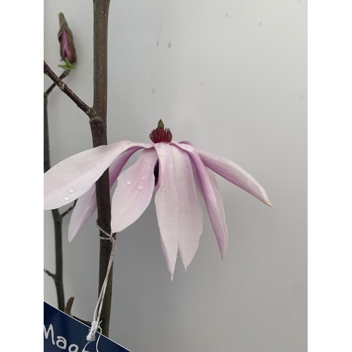 126 - ONE MAGNOLIA 'BETTY' PINK IN A 7 LTR POT APPROX 120CM IN HEIGHT PLUS VAT