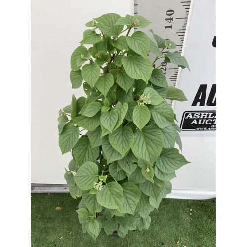 13 - ONE SCHIZOPHRAGMA HYDRANGEOIDES WHITE 'MOONLIGHT' CLIMBING SHRUB OVER 140CM IN HEIGHT PLUS VAT IN A ... 