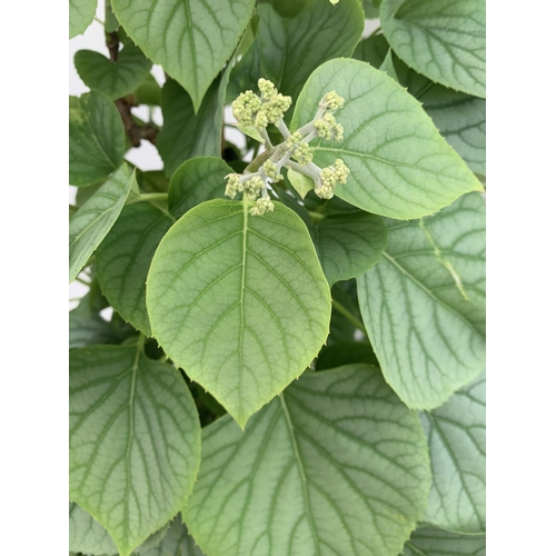 13 - ONE SCHIZOPHRAGMA HYDRANGEOIDES WHITE 'MOONLIGHT' CLIMBING SHRUB OVER 140CM IN HEIGHT PLUS VAT IN A ... 