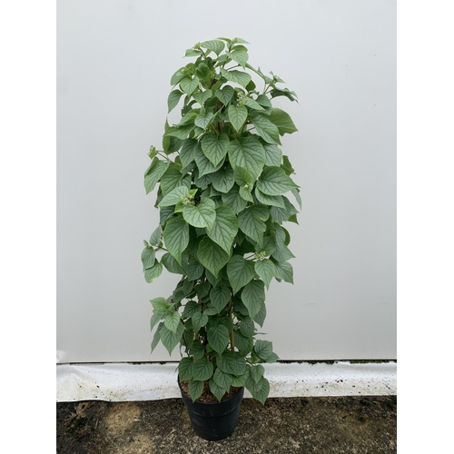 13 - ONE SCHIZOPHRAGMA HYDRANGEOIDES WHITE 'MOONLIGHT' CLIMBING SHRUB OVER 140CM IN HEIGHT PLUS VAT IN A ... 