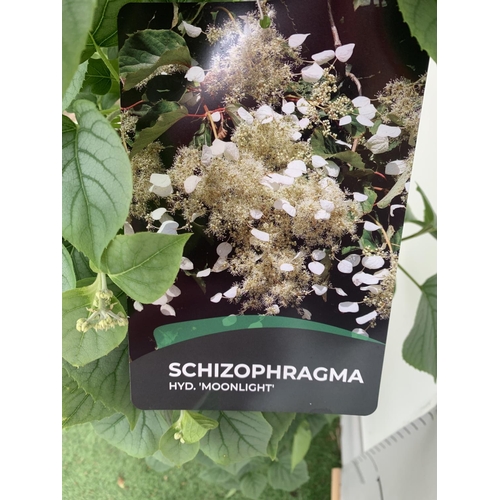 13 - ONE SCHIZOPHRAGMA HYDRANGEOIDES WHITE 'MOONLIGHT' CLIMBING SHRUB OVER 140CM IN HEIGHT PLUS VAT IN A ... 