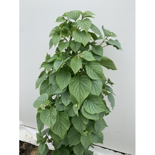 13 - ONE SCHIZOPHRAGMA HYDRANGEOIDES WHITE 'MOONLIGHT' CLIMBING SHRUB OVER 140CM IN HEIGHT PLUS VAT IN A ... 