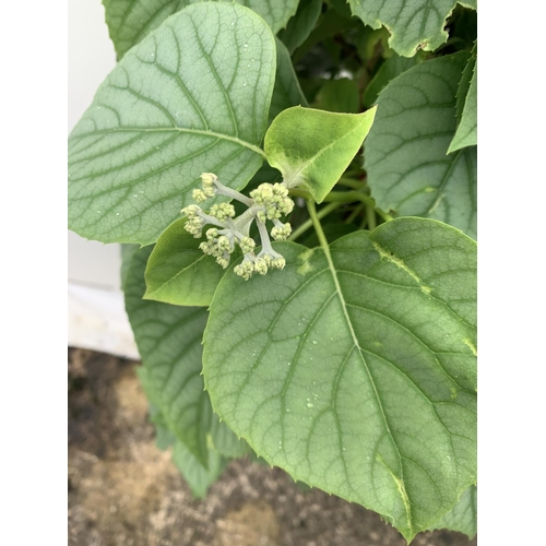 13 - ONE SCHIZOPHRAGMA HYDRANGEOIDES WHITE 'MOONLIGHT' CLIMBING SHRUB OVER 140CM IN HEIGHT PLUS VAT IN A ... 