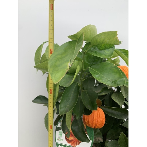 14 - ONE ARANCIO CORRUGATO RARE CITRUS ORANGE FRUIT TREE WITH FRUIT APPROX 150CM IN HEIGHT IN A 25LTR POT... 