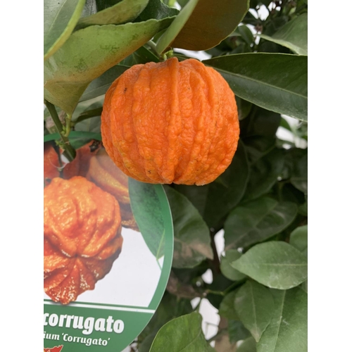 14 - ONE ARANCIO CORRUGATO RARE CITRUS ORANGE FRUIT TREE WITH FRUIT APPROX 150CM IN HEIGHT IN A 25LTR POT... 