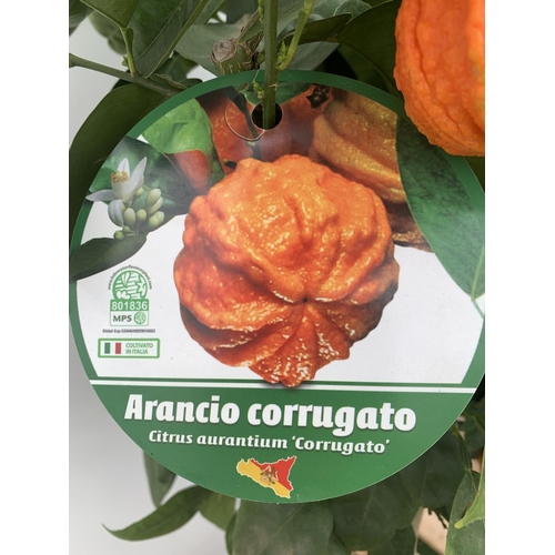 14 - ONE ARANCIO CORRUGATO RARE CITRUS ORANGE FRUIT TREE WITH FRUIT APPROX 150CM IN HEIGHT IN A 25LTR POT... 