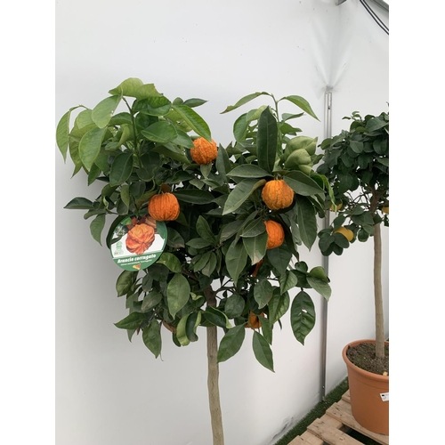 14 - ONE ARANCIO CORRUGATO RARE CITRUS ORANGE FRUIT TREE WITH FRUIT APPROX 150CM IN HEIGHT IN A 25LTR POT... 