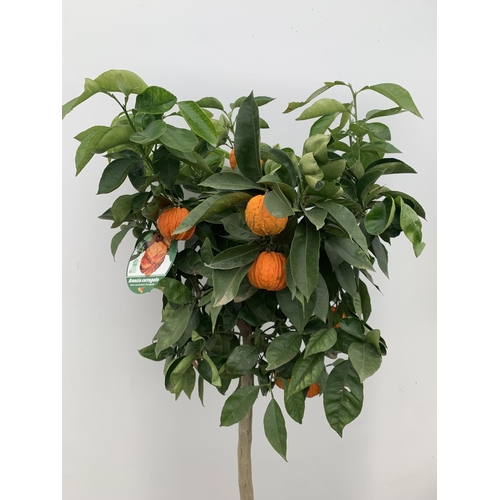 14 - ONE ARANCIO CORRUGATO RARE CITRUS ORANGE FRUIT TREE WITH FRUIT APPROX 150CM IN HEIGHT IN A 25LTR POT... 