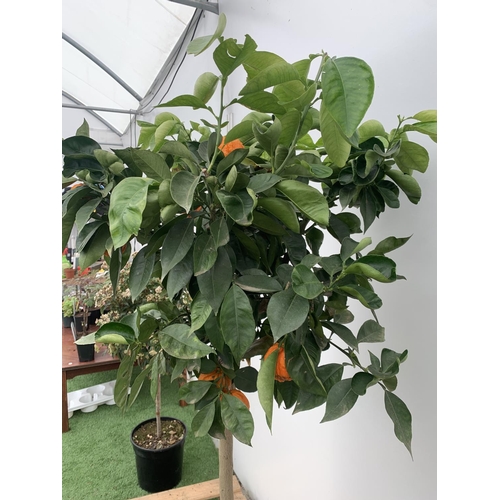 14 - ONE ARANCIO CORRUGATO RARE CITRUS ORANGE FRUIT TREE WITH FRUIT APPROX 150CM IN HEIGHT IN A 25LTR POT... 