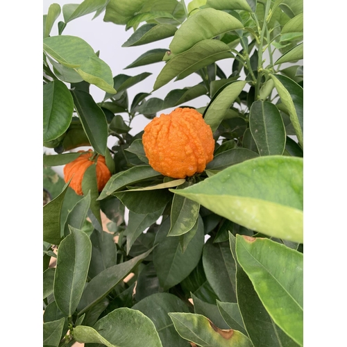 14 - ONE ARANCIO CORRUGATO RARE CITRUS ORANGE FRUIT TREE WITH FRUIT APPROX 150CM IN HEIGHT IN A 25LTR POT... 