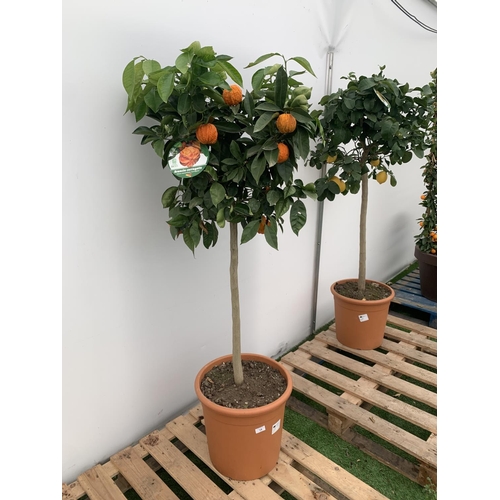 14 - ONE ARANCIO CORRUGATO RARE CITRUS ORANGE FRUIT TREE WITH FRUIT APPROX 150CM IN HEIGHT IN A 25LTR POT... 