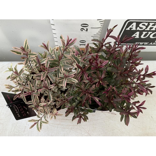 145 - TWO HEBES WILD ROMANCE AND HEARTBREAKER IN 2 LTR POTS HEIGHT APPROX 30CM PLUS VAT TO BE SOLD FOR THE... 