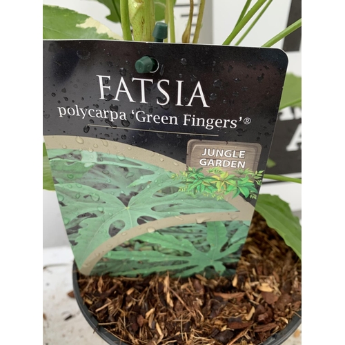 148 - TWO FATSIA JAPONICA VARIEGATA AND FATSIA POLYCARPA 'GREEN FINGERS' IN 2 LTR POTS 50CM TALL PLUS VAT ... 