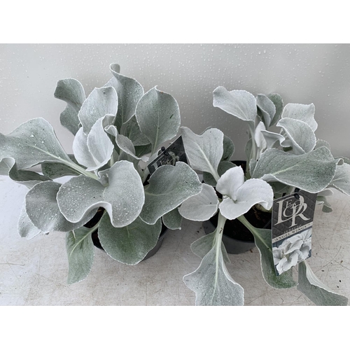 149 - TWO SENECIO ANGEL WINGS APPROX 30CM IN HEIGHT IN 2 LTR POTS PLUS VAT TO BE SOLD FOR THE TWO