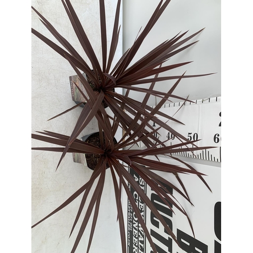 15 - TWO CORDYLINE AUSTRALIS RED STAR IN 2 LTR POTS HEIGHT 60CM PLUS VAT TO BE SOLD FOR THE TWO