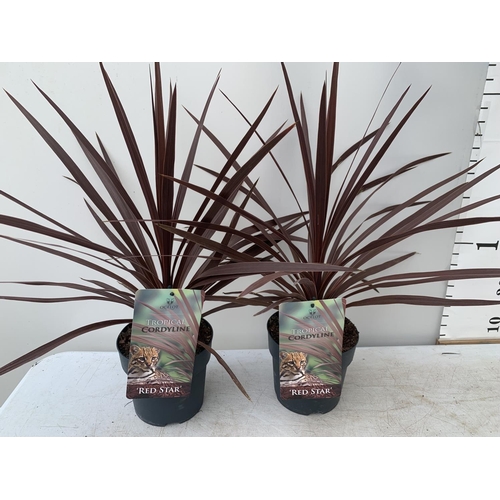 15 - TWO CORDYLINE AUSTRALIS RED STAR IN 2 LTR POTS HEIGHT 60CM PLUS VAT TO BE SOLD FOR THE TWO