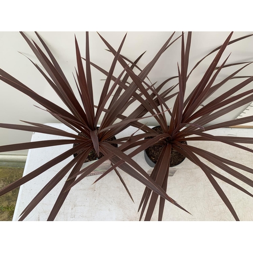 15 - TWO CORDYLINE AUSTRALIS RED STAR IN 2 LTR POTS HEIGHT 60CM PLUS VAT TO BE SOLD FOR THE TWO