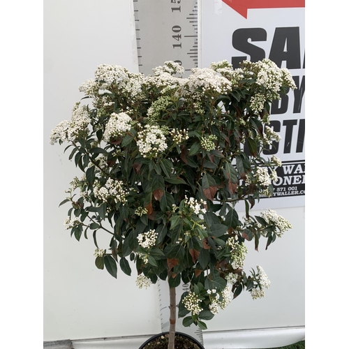 157 - ONE VIBURNUM TINUS STANDARD TREE 'EVE PRICE' APPROX 130CM IN HEIGHT IN A 10 LTR POT PLUS VAT