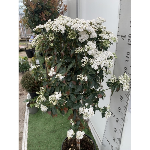 157 - ONE VIBURNUM TINUS STANDARD TREE 'EVE PRICE' APPROX 130CM IN HEIGHT IN A 10 LTR POT PLUS VAT