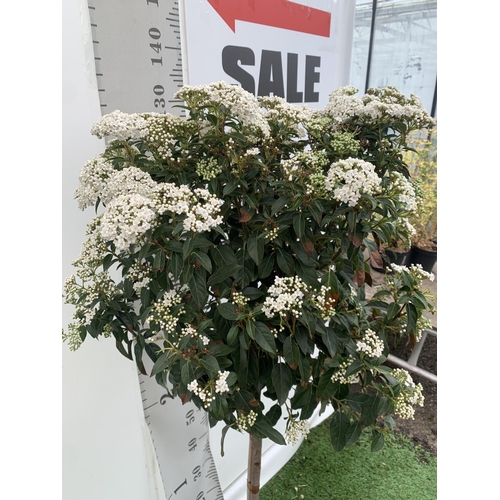 157 - ONE VIBURNUM TINUS STANDARD TREE 'EVE PRICE' APPROX 130CM IN HEIGHT IN A 10 LTR POT PLUS VAT