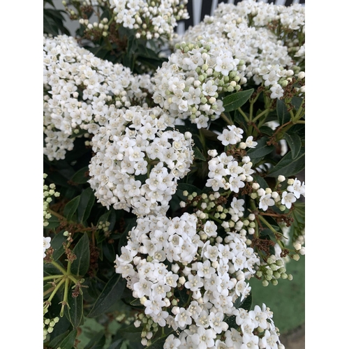 157 - ONE VIBURNUM TINUS STANDARD TREE 'EVE PRICE' APPROX 130CM IN HEIGHT IN A 10 LTR POT PLUS VAT