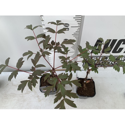 158 - TWO PAEONIA SUFFRUCTICOSA JAPANESE TREE PAEONIES IN PINK AND RED AND WHITE IN 1 LTR POTS HEIGHT 55CM... 