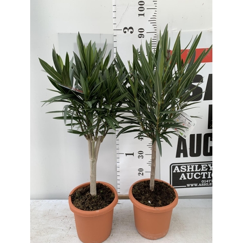 16 - TWO OLEANDER STANDARD NERIUMS RED 'PAPA GAMBETTA' AND 'JANNOCH' IN 4 LTR POTS APPROX 90CM IN HEIGHT ... 