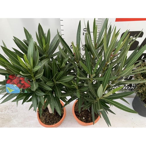 16 - TWO OLEANDER STANDARD NERIUMS RED 'PAPA GAMBETTA' AND 'JANNOCH' IN 4 LTR POTS APPROX 90CM IN HEIGHT ... 