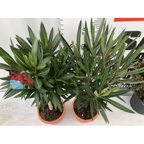 16 - TWO OLEANDER STANDARD NERIUMS RED 'PAPA GAMBETTA' AND 'JANNOCH' IN 4 LTR POTS APPROX 90CM IN HEIGHT ... 