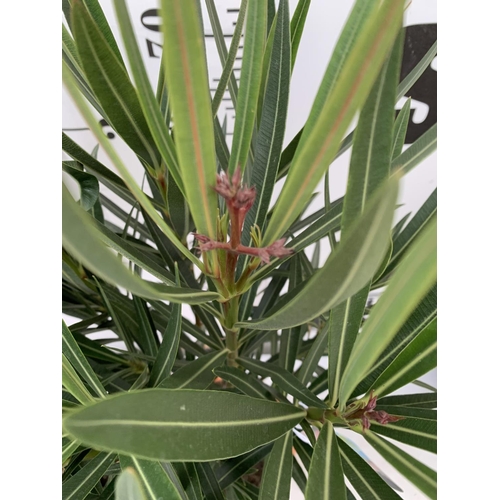 16 - TWO OLEANDER STANDARD NERIUMS RED 'PAPA GAMBETTA' AND 'JANNOCH' IN 4 LTR POTS APPROX 90CM IN HEIGHT ... 